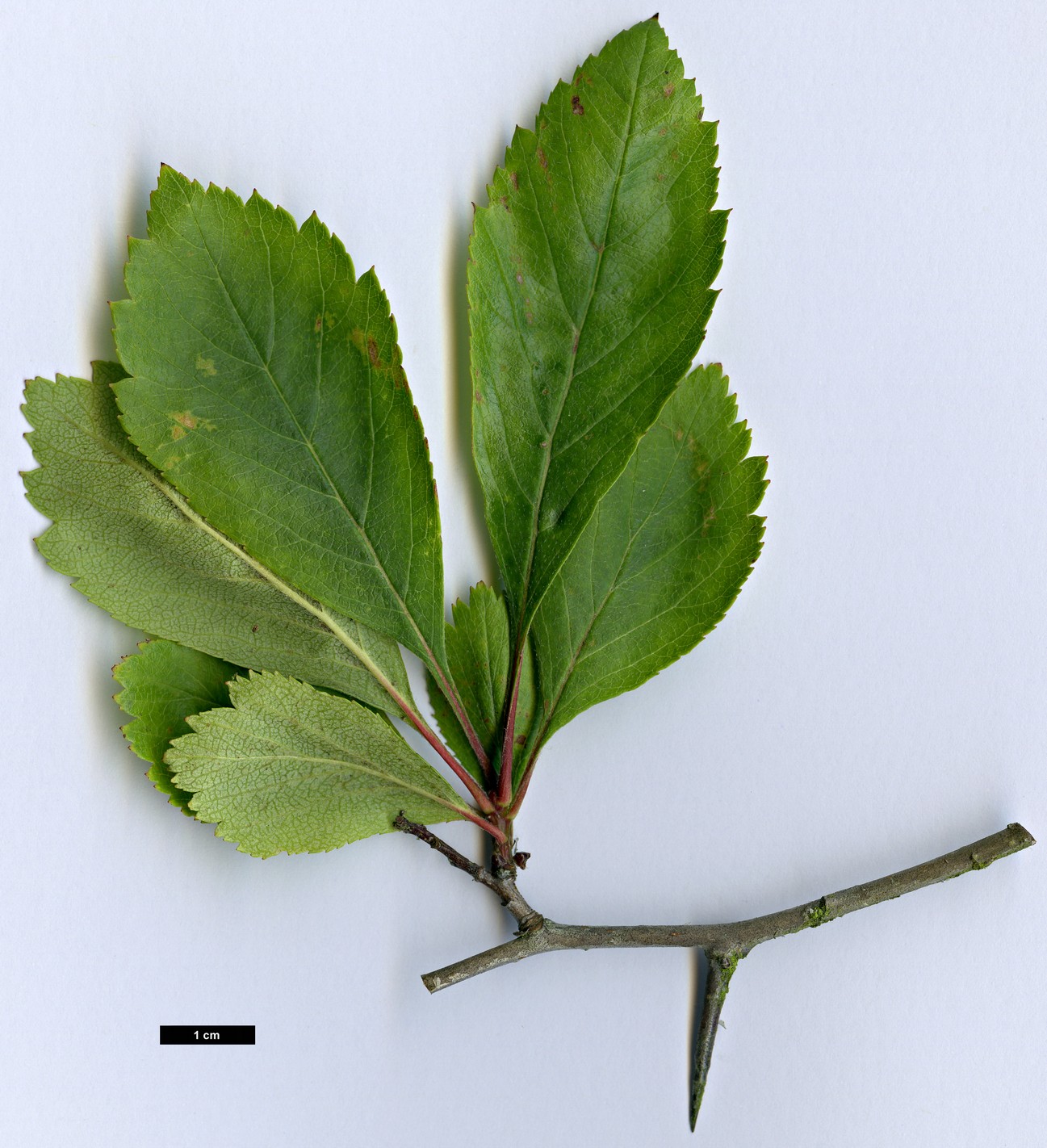 High resolution image: Family: Rosaceae - Genus: Crataegus - Taxon: okanaganensis - SpeciesSub: var. wellsii